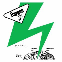 Baygon Vert